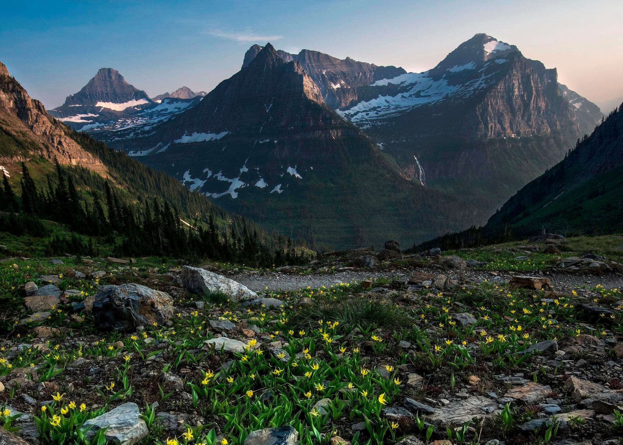 Glacier lilies dot the landscape off the Highline Trail.