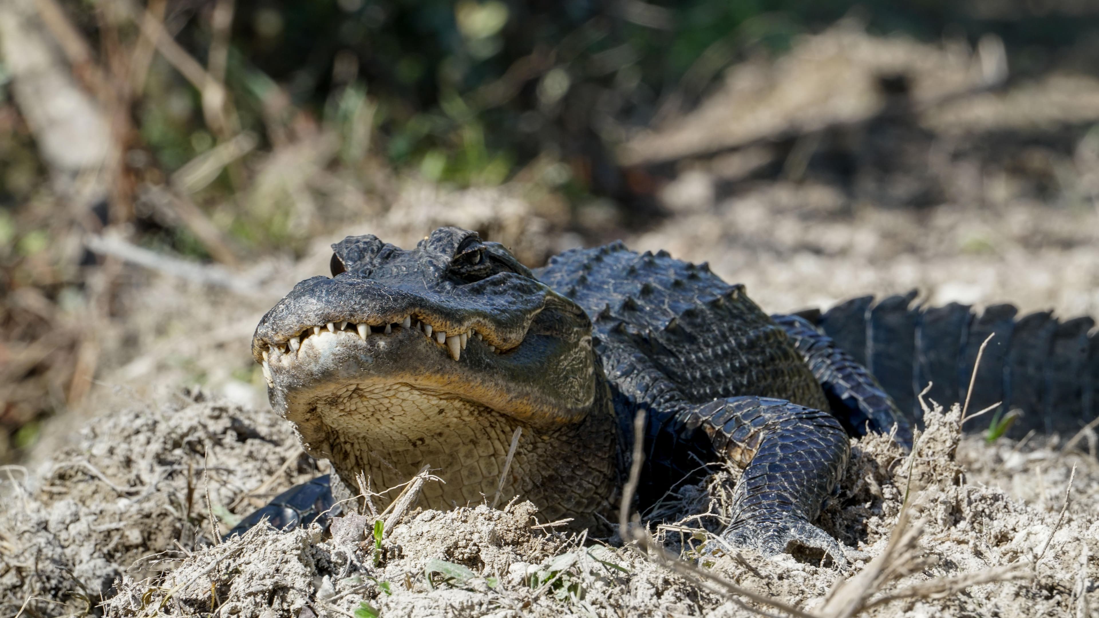 Alligators, big and small, call Big Cypress National Preserve home.