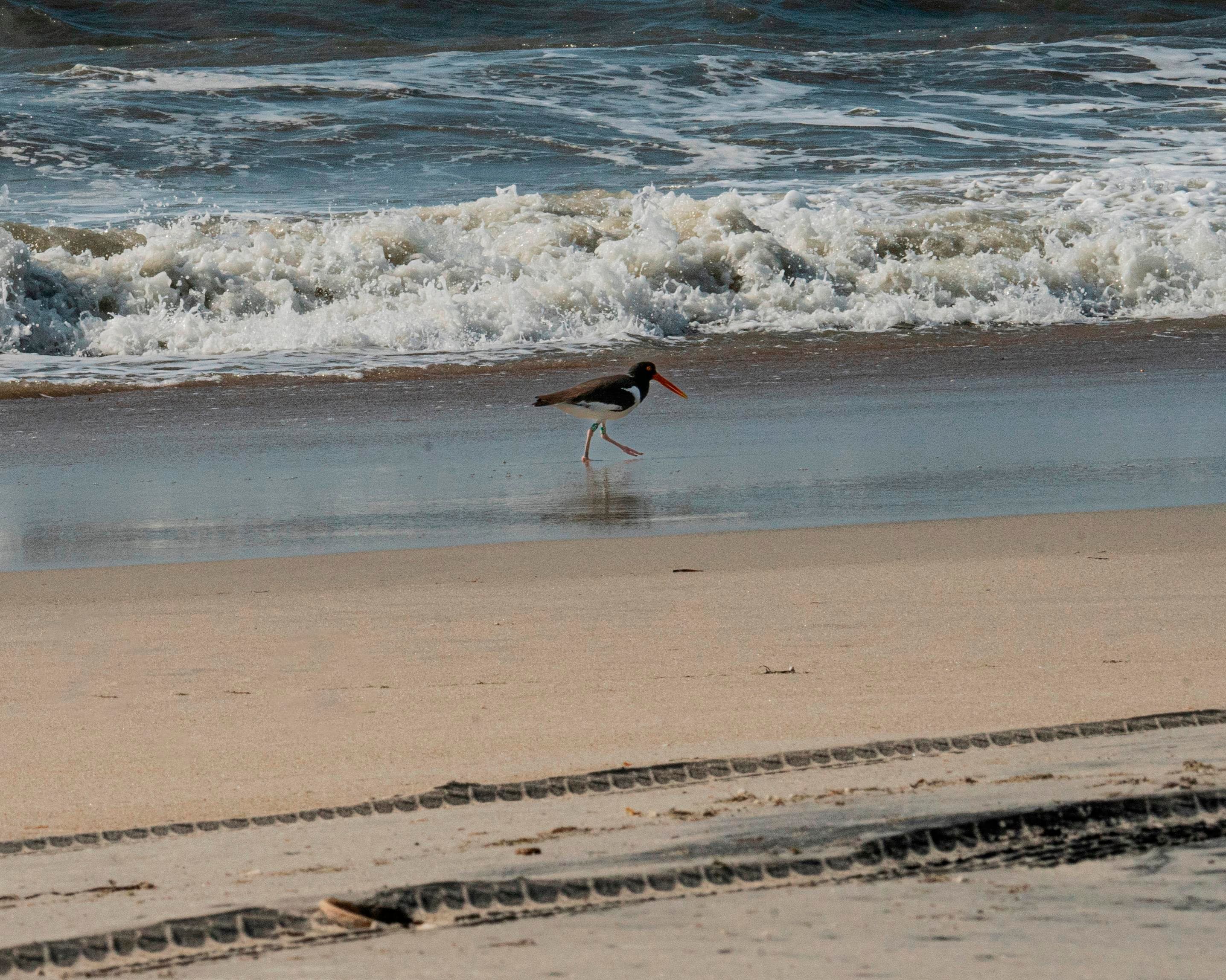 The American Oystercatcher, one of the protected species in the park, forages along the shoreline.