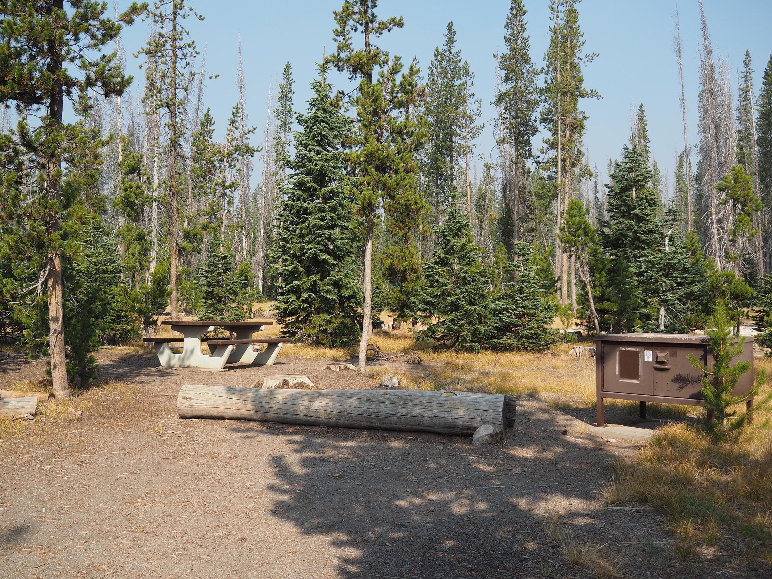 Lost Creek Campsites are settled in a grassy meadow surrounded by conifers.