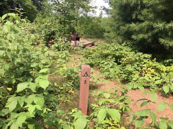 Lowney Creek site 1.