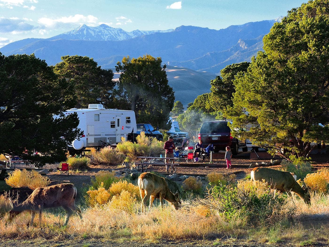 Mule deer graze at the edge of Pinon Flats Campground