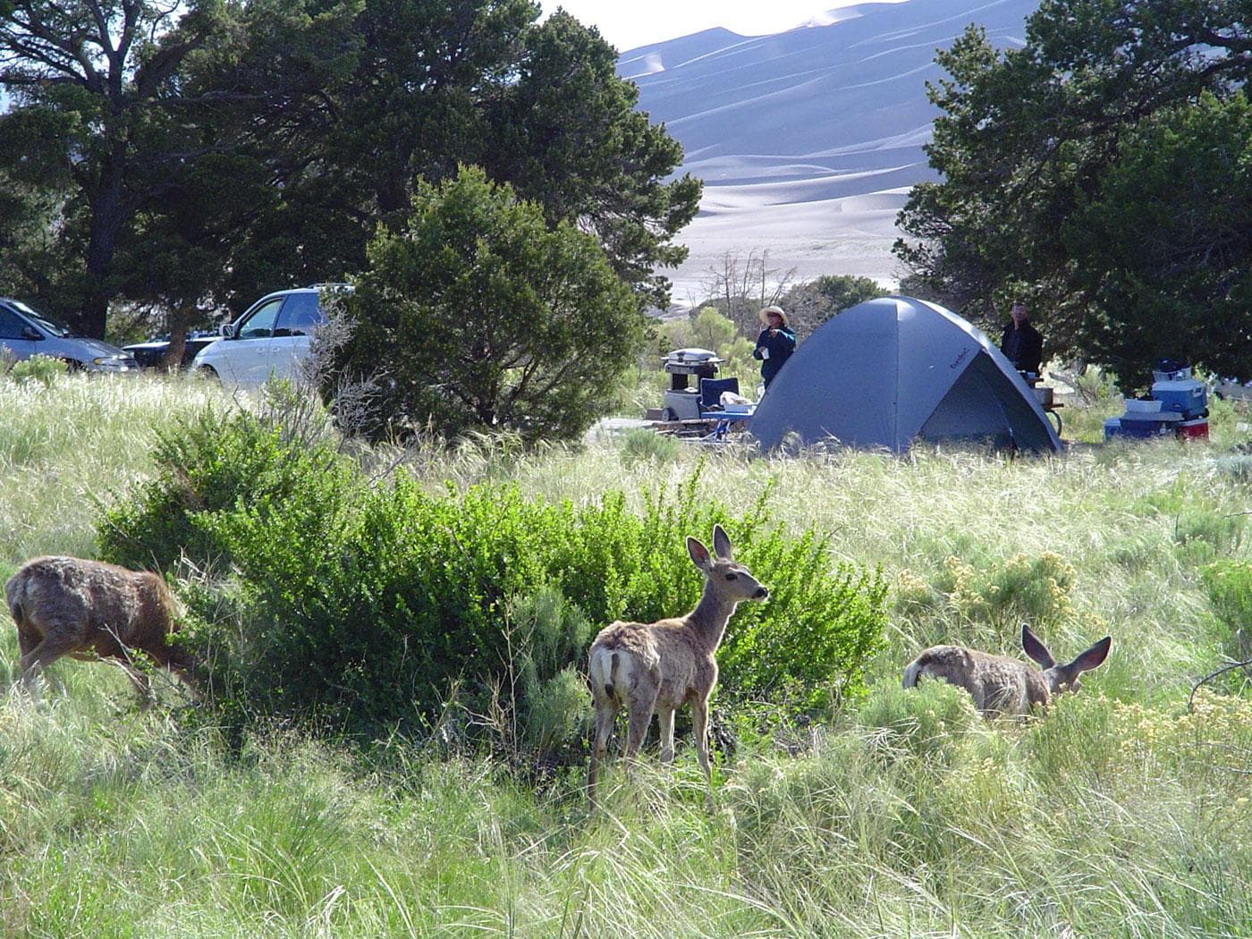 Mule deer sometimes visit Pinon Flats Campground