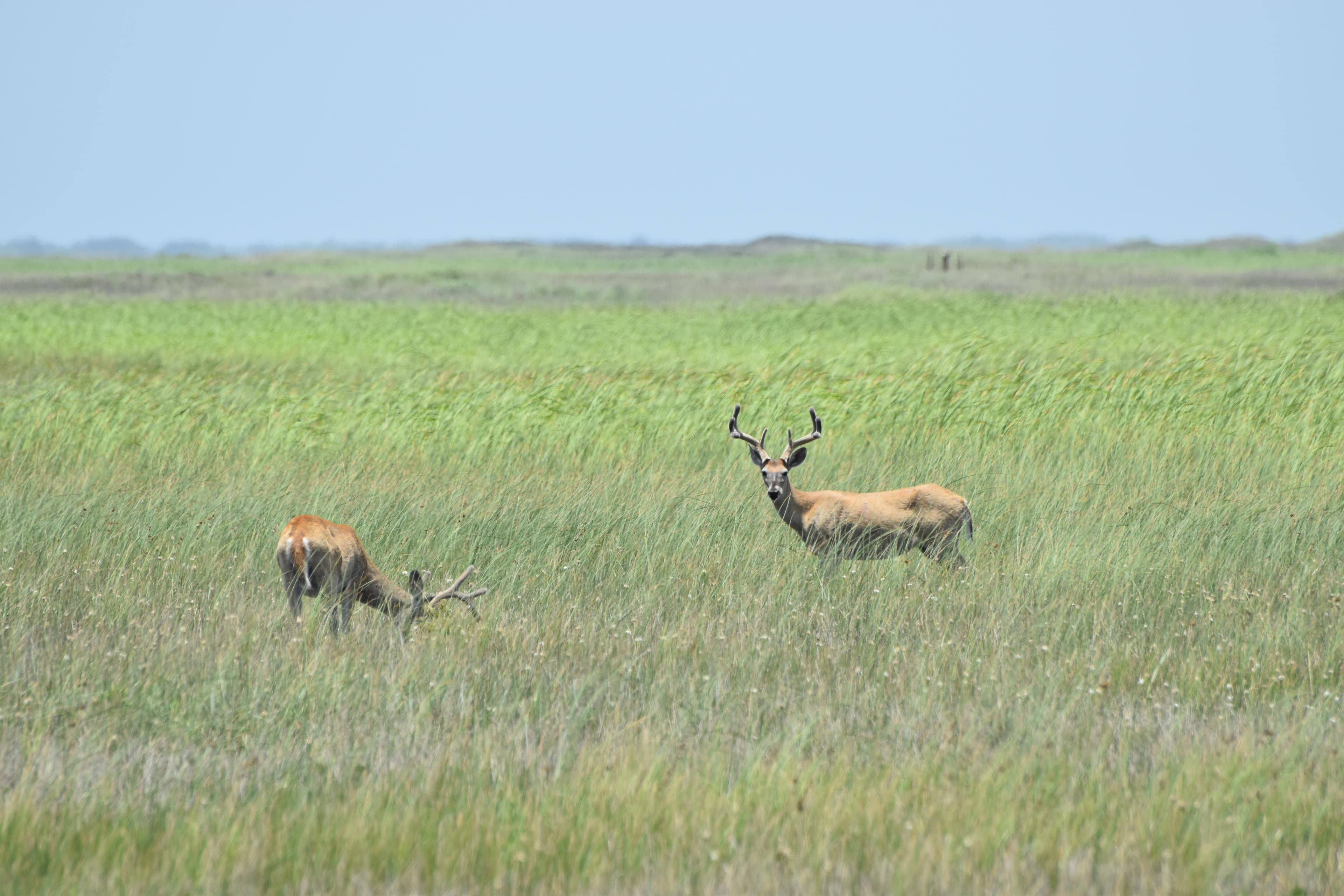 Deer can often be seen foraging in the grasslands.