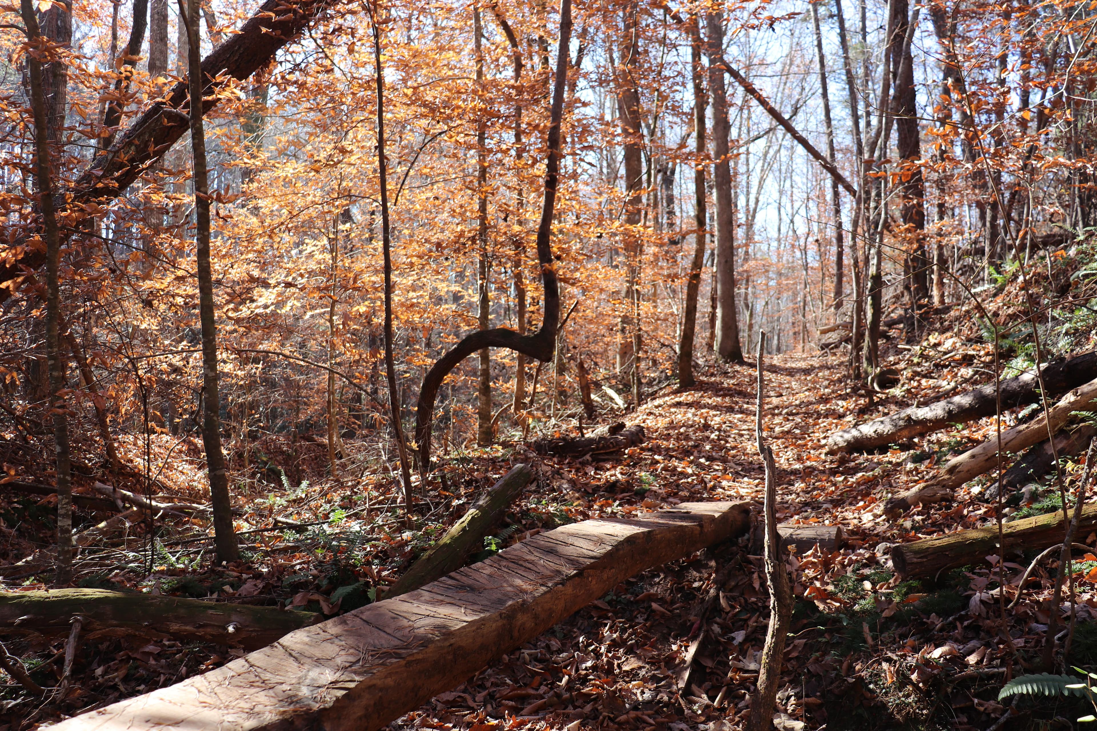 Great hiking adventure awaits on sections of the Overmountain Victory National Historic Trail.