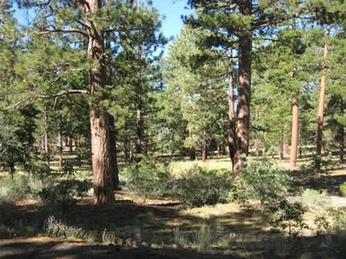 Shade and Pine Trees of the Lobo Group Campground