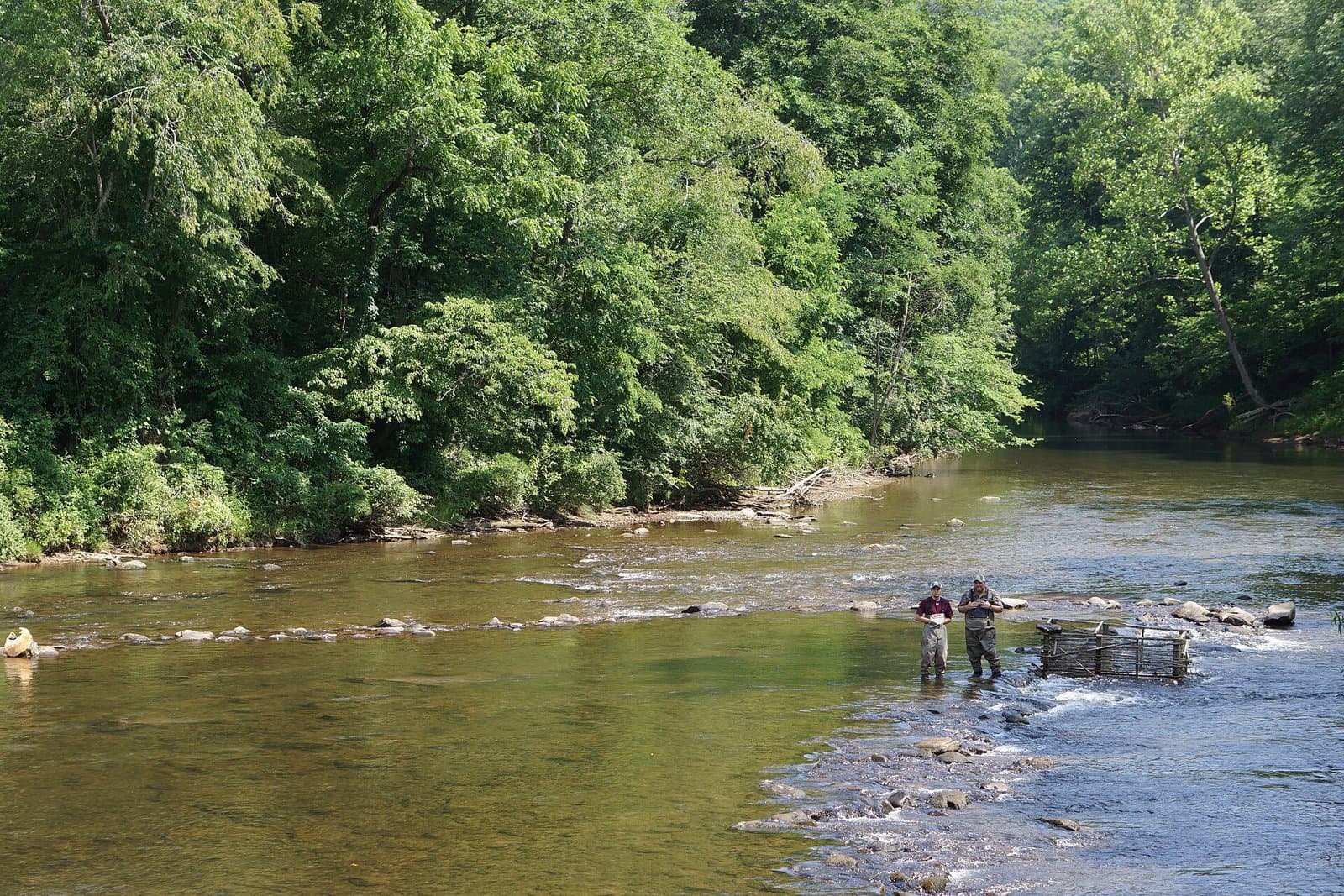 Fish weir on the Tuckasegee River (14681601674)