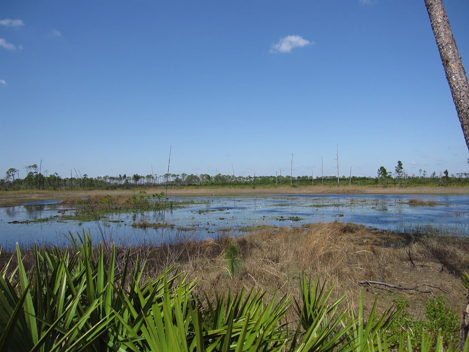Marsh (5746796809)